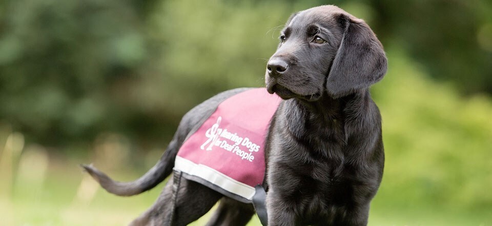 Hearing Dogs for Deaf People