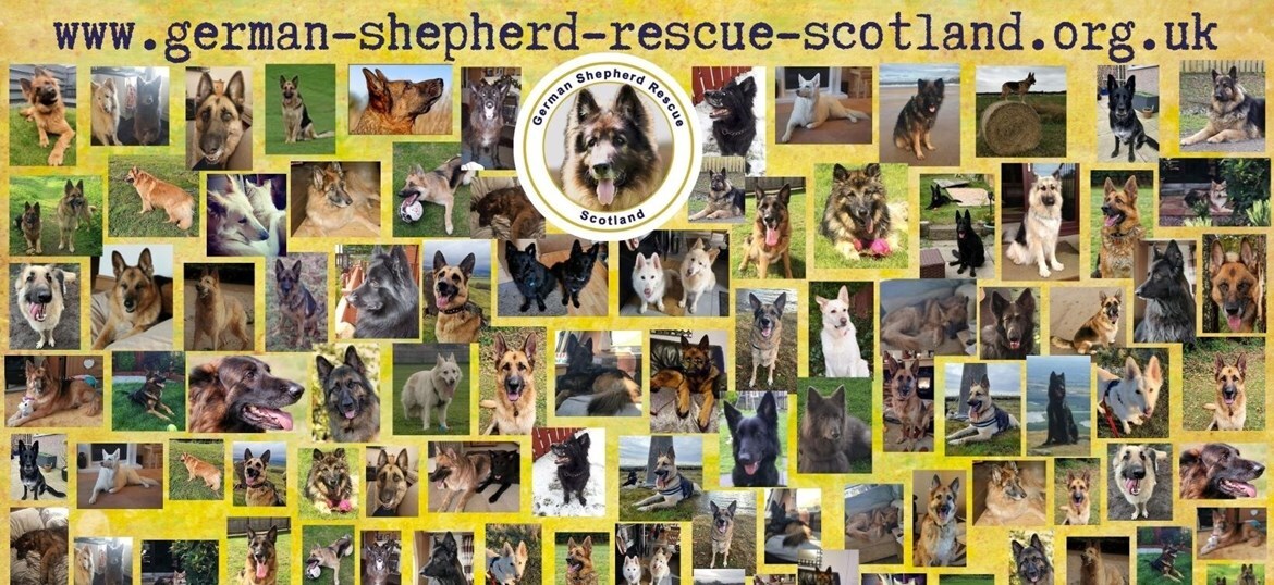 German Shepherd Rescue Scotland